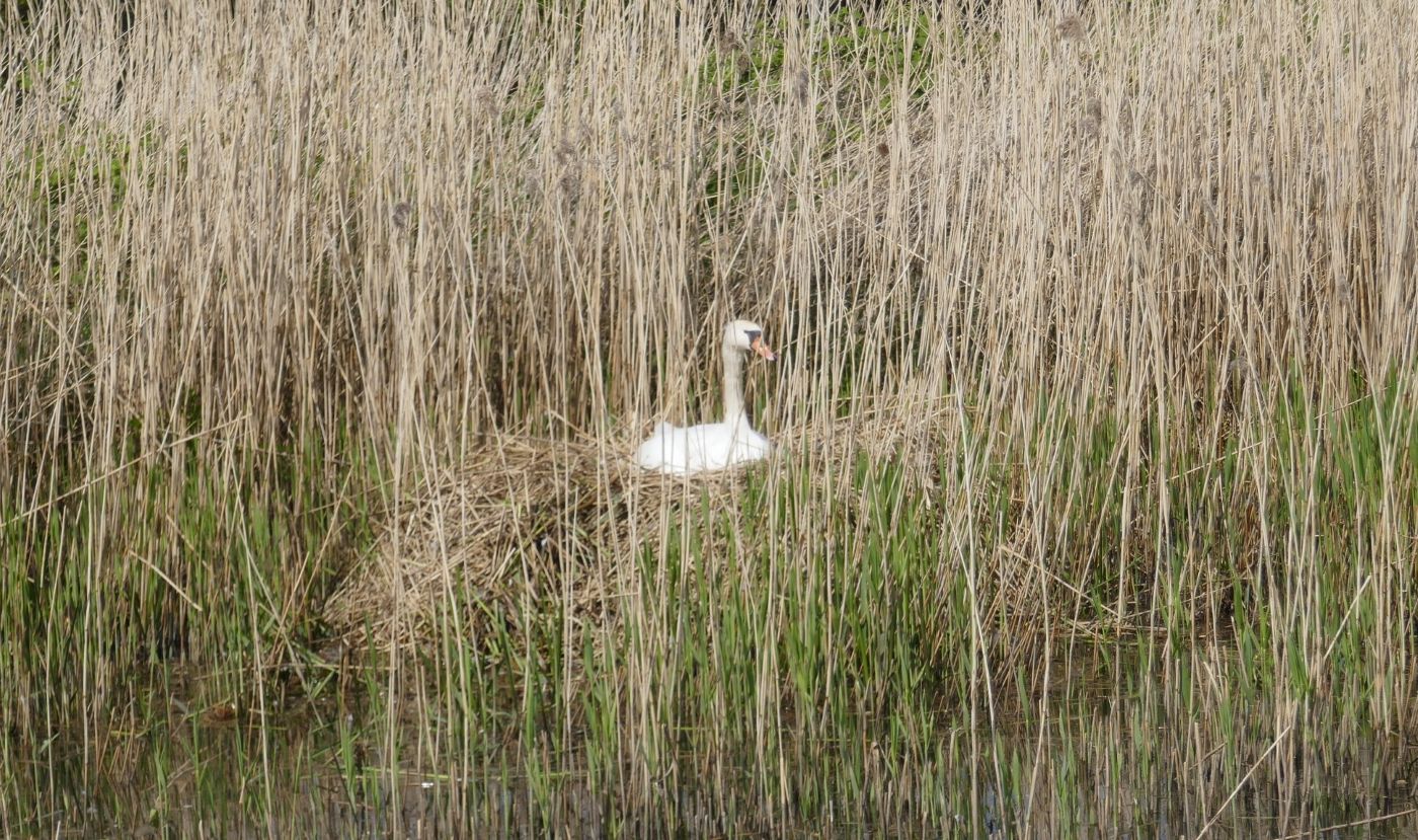 Course Spotlight: Certificate in Wildlife Conservation